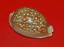 Cypraea vitellus-8.JPG