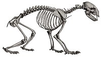 Skeleton of a spectacled bear