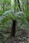 Dicksonia sellowiana in a Brasilian Forest.jpg