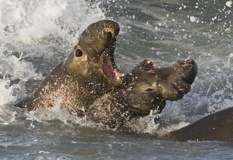 File:Elephant seals fighting.jpg