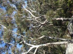 Eucalyptus pyrocarpa habit.jpg