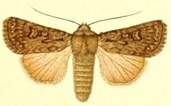 Euxoa forcipula.jpg