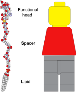FSL Lego minifigure analogy.png