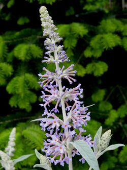 Fallowiana inflorescence 2.jpg