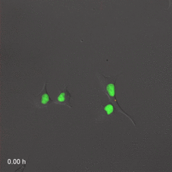 Far-Red & Near-infrared Fluorescent Ubiquitination-based Cell Cycle Indicator (FUCCI).gif
