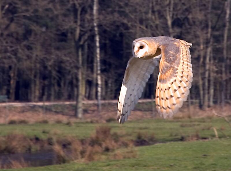 File:Flying owl.jpg