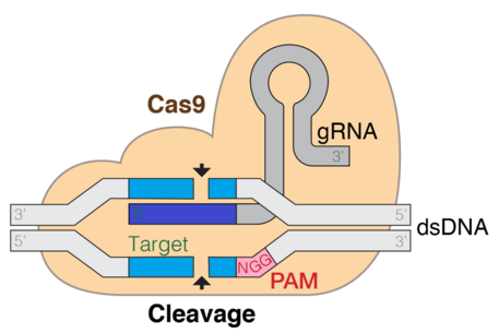 GRNA-Cas9-colourfriendly.png