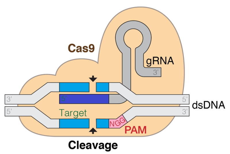 File:GRNA-Cas9-colourfriendly.png