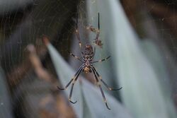 Golden Orb spider eating ladybird at QUT Kelvin Grove, Brisbane.jpg