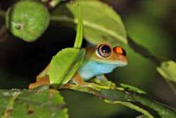 Green bright-eyed frog (Boophis viridis) Andasibe.jpg
