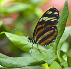 Heliconius ismenius, Jardín Botánico de Múnich, Alemania, 2013-01-27, DD 02.jpg