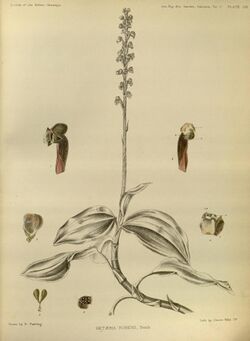 Hetaeria affinis (as Hetaeria rubens) - The Orchids of the Sikkim-Himalaya pl 399 (1898).jpg