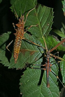 Hoploclonia gecko-pair.JPG