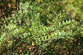 Hypericum forrestii - Quarryhill Botanical Garden - DSC03306.JPG