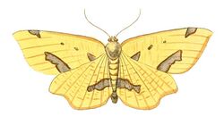 Illustrations of Exotic Entomology Venilia Sospeta.jpg