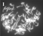 Karyotype of Sugarcane (Saccharum officinarum LA Purple).png