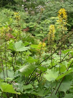 Ligularia stenocephala.jpg