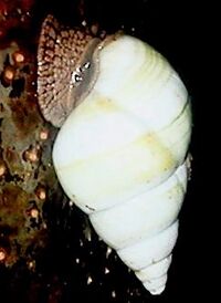 Liguus fasciatus cropped.jpg