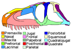 Luperosuchus cranium diagram.png