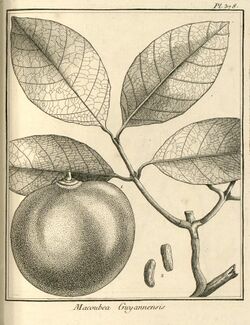 Macoubea guianensis Aublet 1775 pl 378.jpg