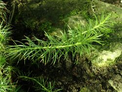 Macowania pinifolia 2020-02-08 7370.jpg