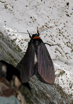 Macrobrochis borneensis (Arctiidae Lithosiinae).jpg