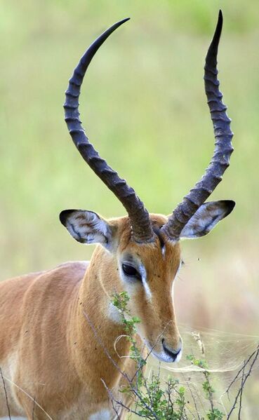 File:Male impala profile.jpg