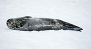 Black and gray seal