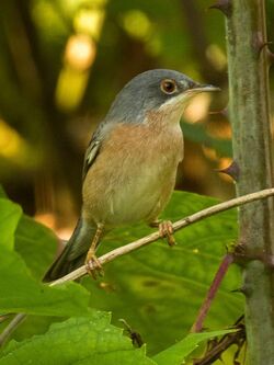 Moltoni's Warbler - Castelletto Merli - Italy (42866907560).jpg