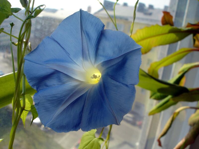 File:Morning Glory Flower.jpg