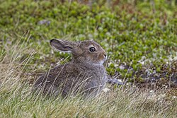 Mountain hare (Lepus timidus) Oppdal.jpg