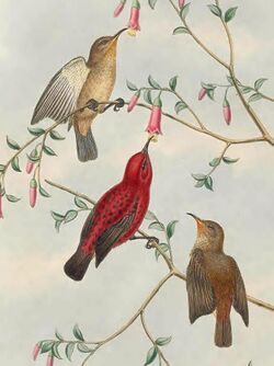 Myzomela wakoloensis - The Birds of New Guinea (cropped).jpg