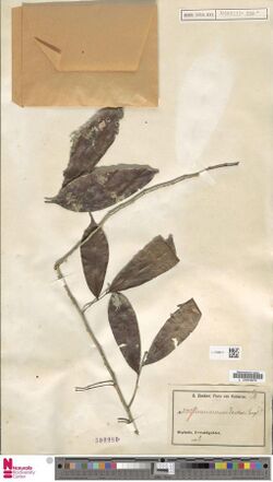 Naturalis Biodiversity Center - L.1768617 - Uvariastrum zenkeri Engl. and Diels - Annonaceae - Plant type specimen.jpeg