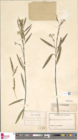 Naturalis Biodiversity Center - L.2727596 - Kanahia consimilis N.E.Br. - Asclepiadaceae - Plant type specimen.jpeg