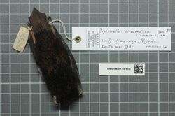 Naturalis Biodiversity Center - RMNH.MAM.14899.b dor - Arielulus circumdatus - skin.jpeg