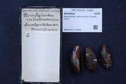 Naturalis Biodiversity Center - RMNH.MOL.316082 - Brachidontes crebristriatus (Conrad, 1837) - Mytilidae - Mollusc shell.jpeg
