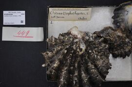 Naturalis Biodiversity Center - RMNH.MOL.319515 1 - Hyotissa hyotis (Linnaeus, 1758) - Gryphaeidae - Mollusc shell.jpeg