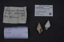 Naturalis Biodiversity Center - ZMA.MOLL.225432.1 - Benimakia flavida (Adams, 1855) - Fasciolariidae - Mollusc shell.jpeg