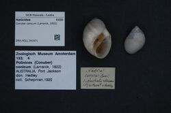 Naturalis Biodiversity Center - ZMA.MOLL.341671 - Conuber conicum (Lamarck, 1822) - Naticidae - Mollusc shell.jpeg
