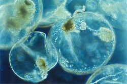 Noctiluca scintillans, dinoflagellate that exhibits bioluminescence