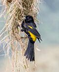 Northern Mountain Cacique (Cacicus chrysonotus).jpg