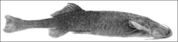 PSM V68 D522 Hatcheria a mountain catfish.png