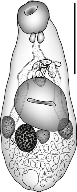 Peerj-292-fig-3 Zoogonidae.png