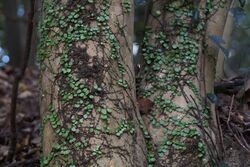 Penny fern (Lemmaphyllum microphyllum) (15236502634).jpg