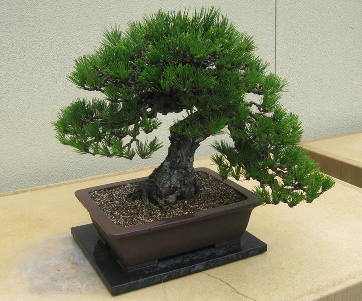 File:Pinus thunbergii Bonsai.JPG