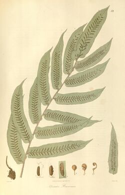 Plantae Asiaticae rariores, or, Descriptions and figures of a select number of unpublished East Indian plants (Tab. 52) BHL449540.jpg