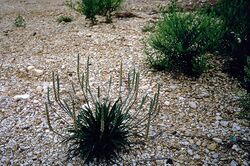 Plantago rhodosperma.jpg