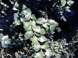 Possible Ulmus 'Myrtifolia'. Edinburgh (3).jpg
