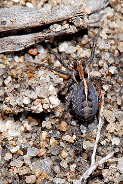 Pretty Wolf spider.jpg