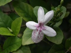 Pseuderanthemum carruthersii or Gokarna Jasmine from Kerala 5290.JPG